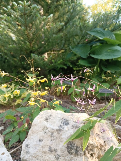 fargesii-pink-constellation--membranaceum-23-6-15-9e108447f333952b6.jpg