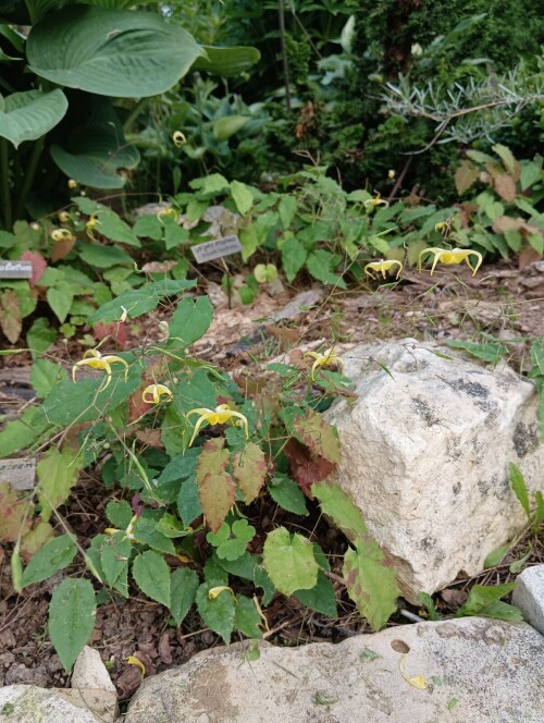 membranaceum 23 6 26 4 