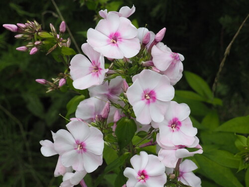 P7290070fa74263e1bf300f0.jpg