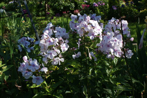 DSC0704891d57d0df0ff01b8.jpg
