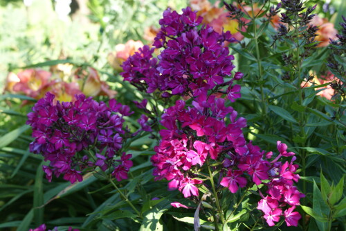 DSC070502e82a3ce78ad2821.jpg