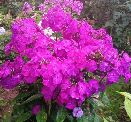phlox-purple-Aug-9cf23d8df35ded074.jpg