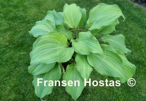 Hosta20Fireball-photo-made-by-Justina-Trautmann-104a17b683e561fab1.jpg