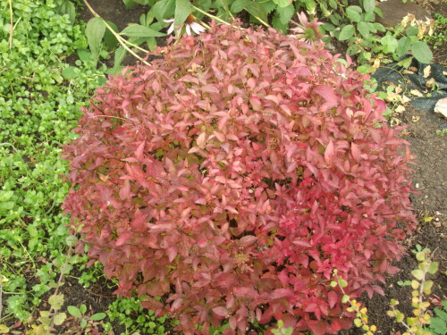 DSCF950501a77c23ee453a53.jpg