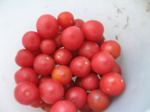томат садовая жемчужина