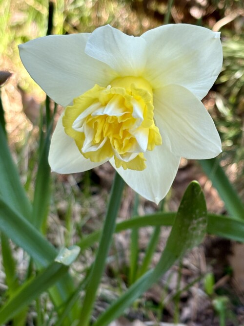 Narcissus Popeye