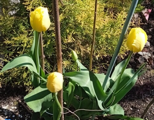 lemon-tulipa-8-mayea0378b5191908f8.jpg