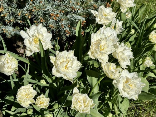 Tulipa Snow Crystal