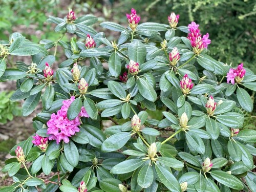 Rhododendron Haaga 2024