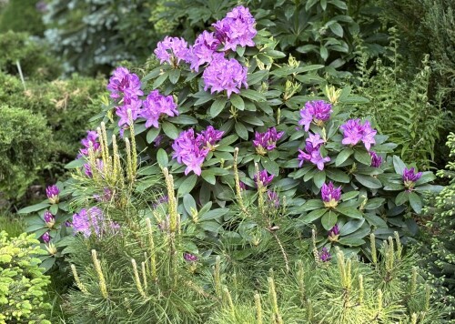 Rhododendron Catawbiense Grandiflorum 2024