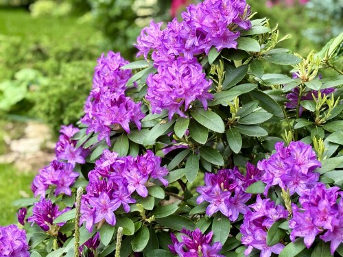 Rhododendron Catawbiense Grandiflorum 2024