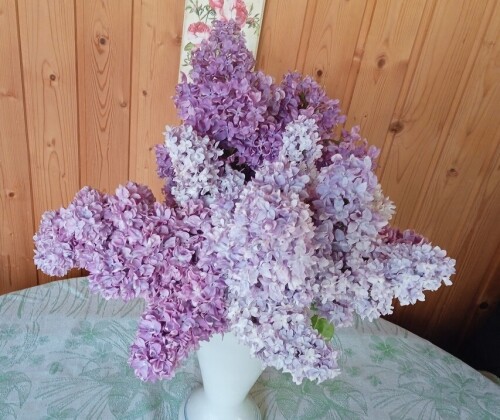 Lilac-summer-24a6711a3e49b965d5.jpg