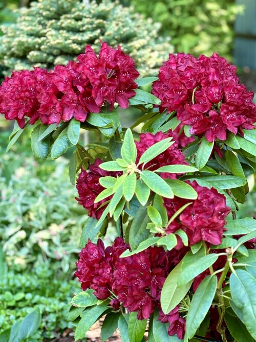 Rhododendron Francesca 2024