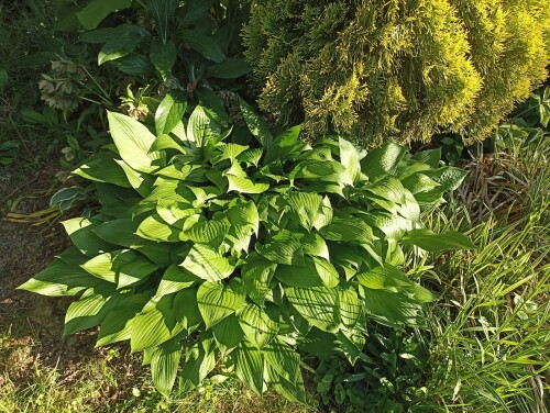 IMG 20240610 064400 Hosta clausa var. normalis