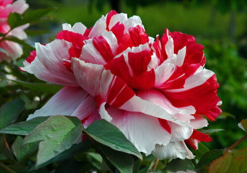 1000072437a9cad4052bb66ad3.jpg