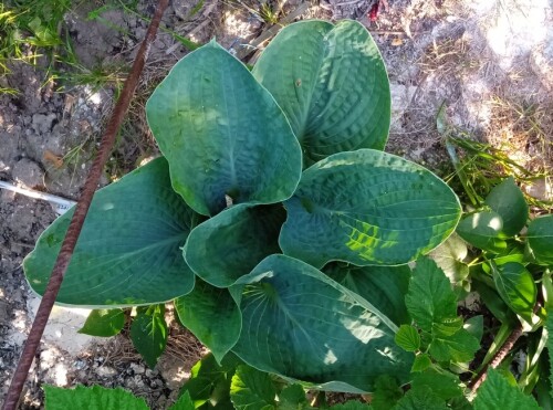 hosta seedling 2024 (1)