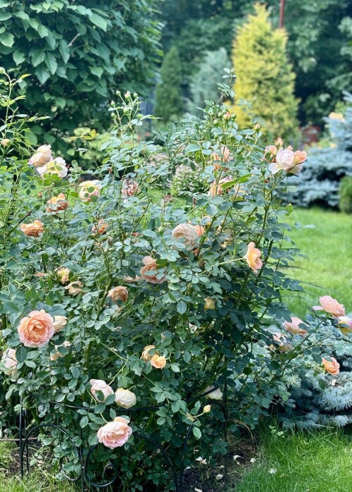 Lady of Shalott