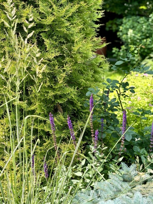 Salvia nemorosa Caradonnа