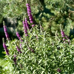 IMG_6718fc1db970ad088705
