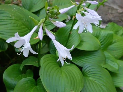 hosta-fried-banana7bce1058fb5a32f9.webp