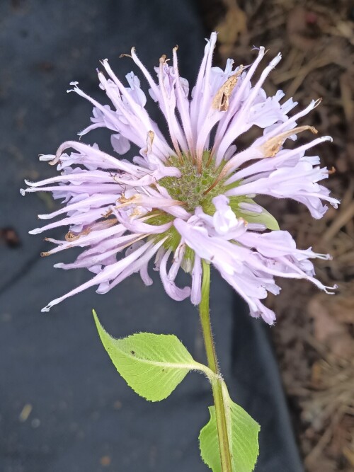 MONARDA-Elsies-Lavender-1ce73e17560132dc3.jpg