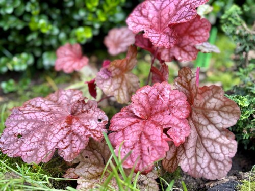 Heuchera Berry Smoothie