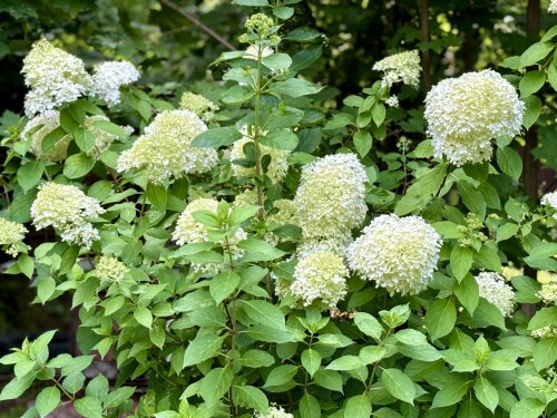 Hydrangea paniculata Limelight