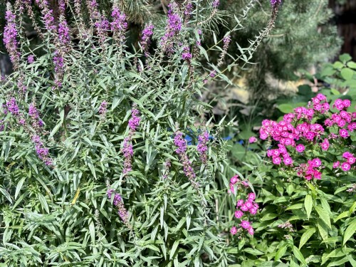 Lythrum salicaria