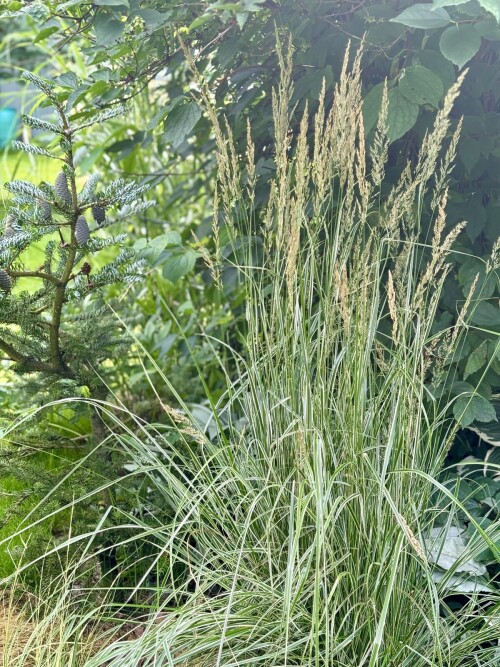 Calamagrostis acut. Overdam