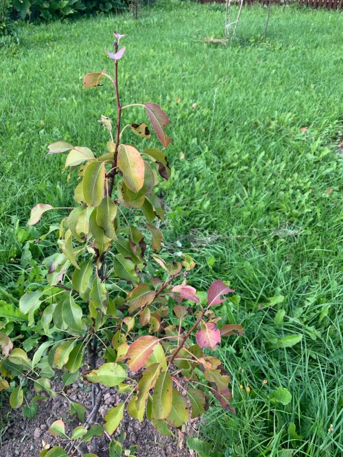 Pear144b59b42c89eb1a7.jpg
