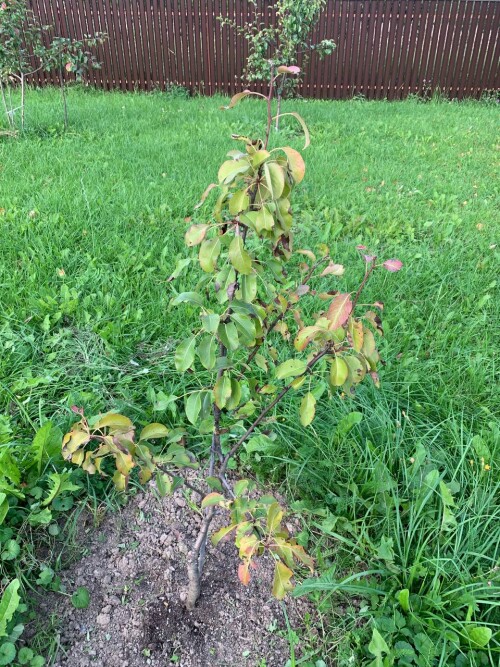 Pear281535e520f3efe21.jpg