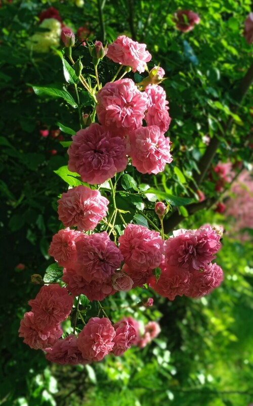 minnehaha-mother64e14bceead22686.jpg