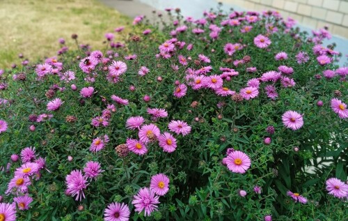bars pink 13 sep