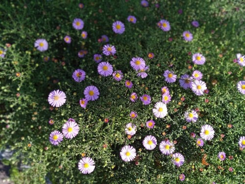 blue-aster-13-sep8f32c1324c147bf9.jpg