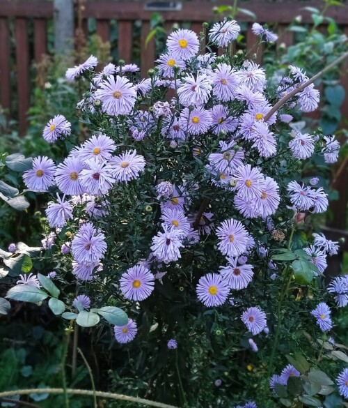 aster-blue-20-Sepddf160c61f47e549.jpg