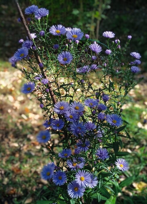 little-blue-22-sepcd194e598960e772.jpg