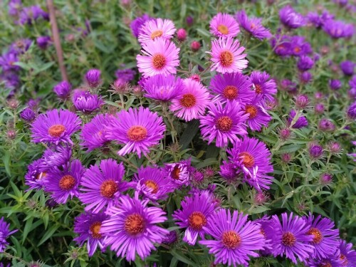 mixed-aster-2-6-octb3f172772c42e124.jpg