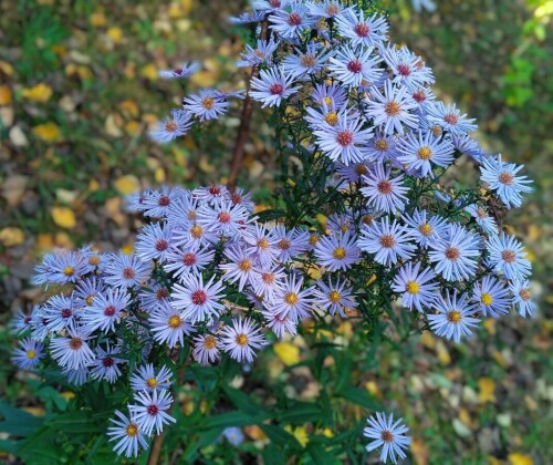 simple-aster-6-octf35450e2042c7380.jpg