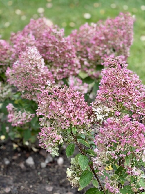 Hydrangea paniculata Bobo