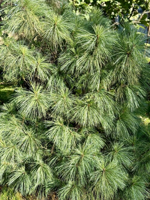 Pinus х schwerinii WIETHORST