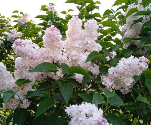 syringa-moscowd7b9c8ddabe31b73.jpg