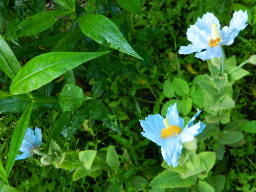 DSCN9925