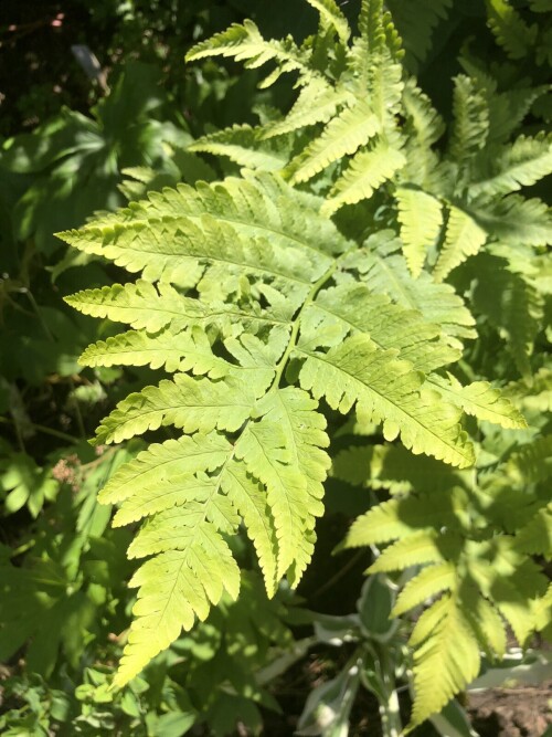      Dryopteris goldiana