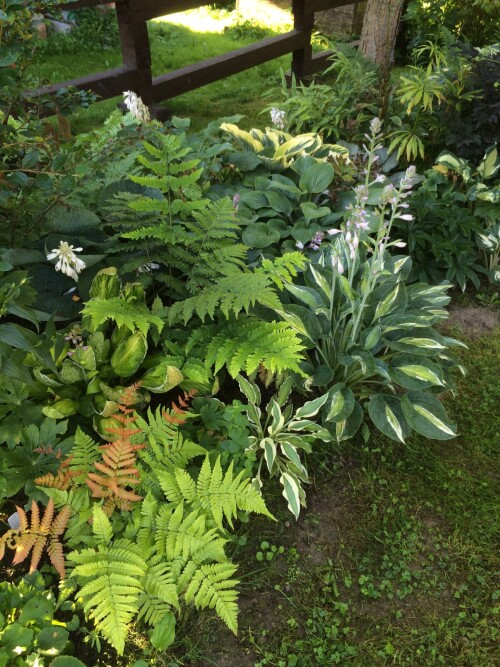      Dryopteris goldiana,     