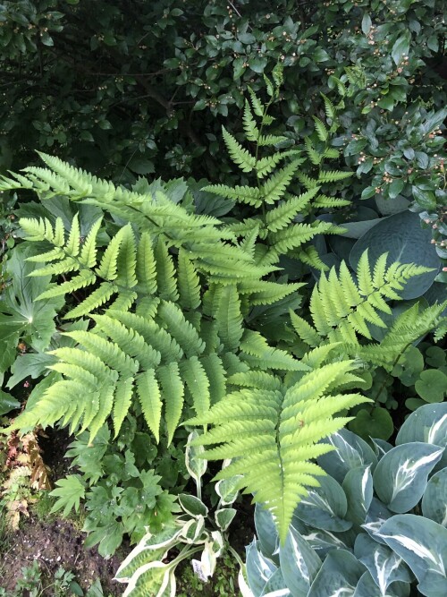      Dryopteris goldiana