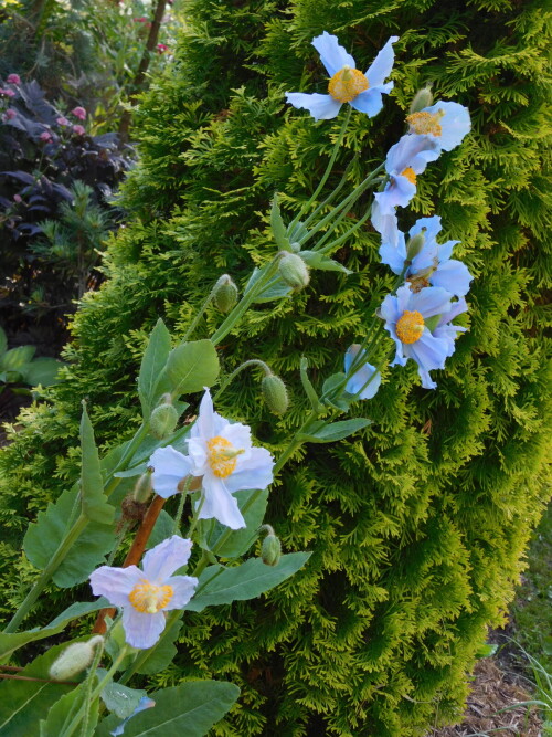 DSCN0022