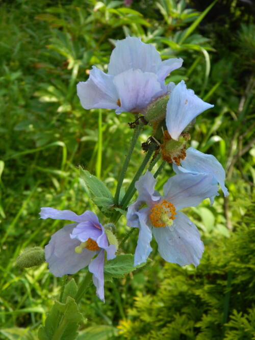 DSCN6187