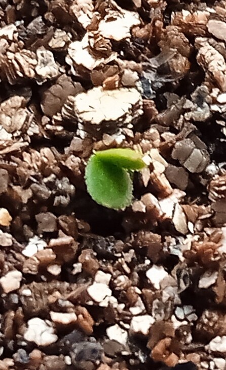 seedling-29-12173b4adb92734c5d.jpg