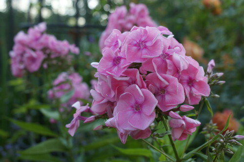 SONY DSC