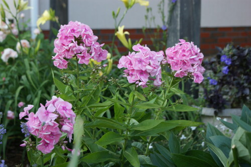 SONY DSC
